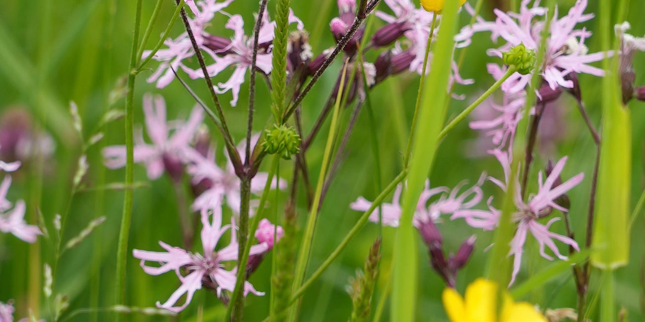 Silene flos-cuculi | ragged robin