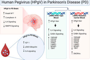 Infographic on virus in parkinson's brains