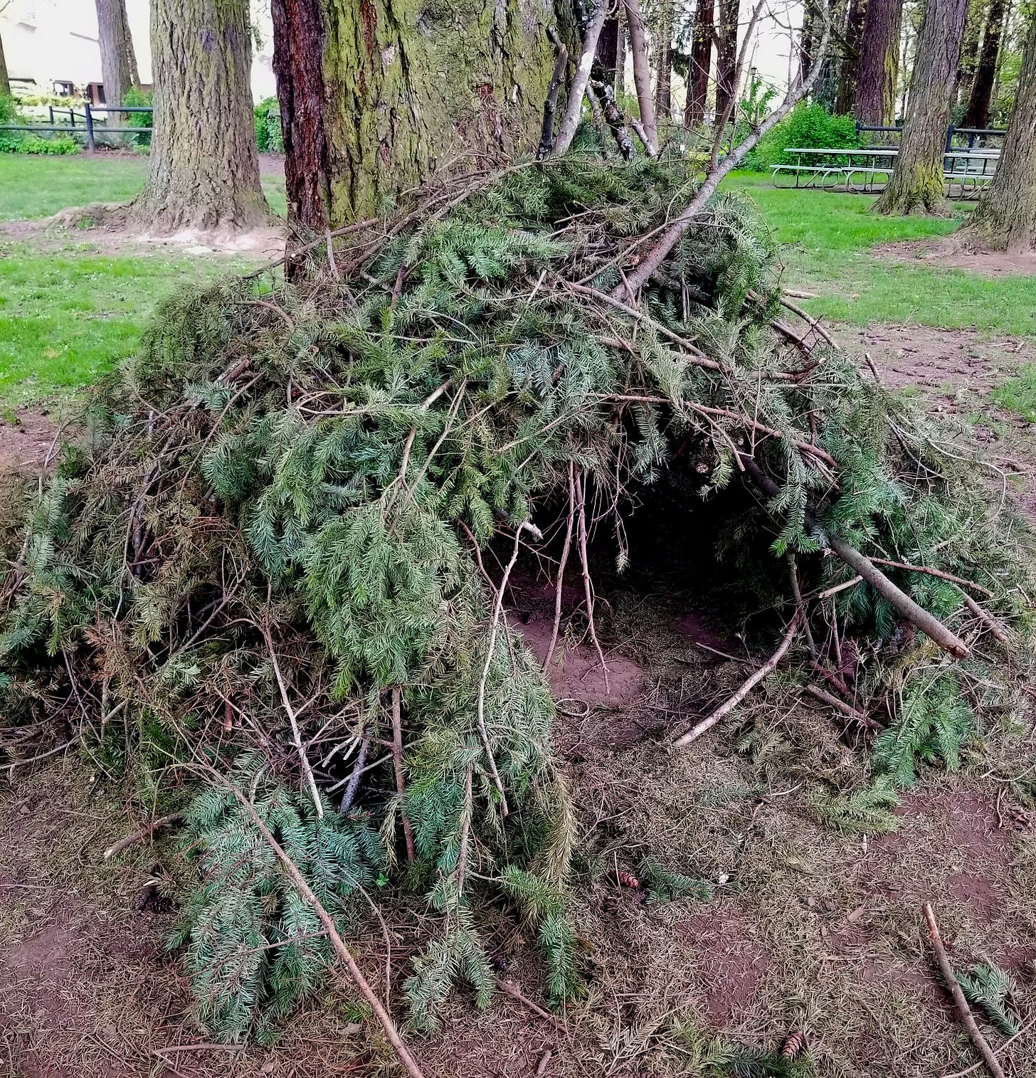 A small shelter of Doug Fir branches is built at the base of a tree. Other trees are in the background, as are picnic tables and fences, further back.