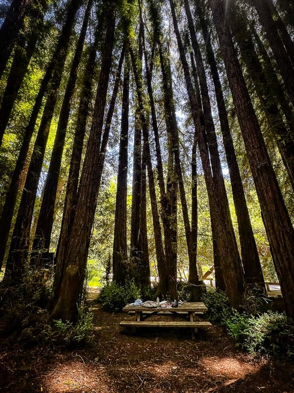 My Everyday Life Week 21 of 2025- Tracy Benjamin of Shutterbean.com