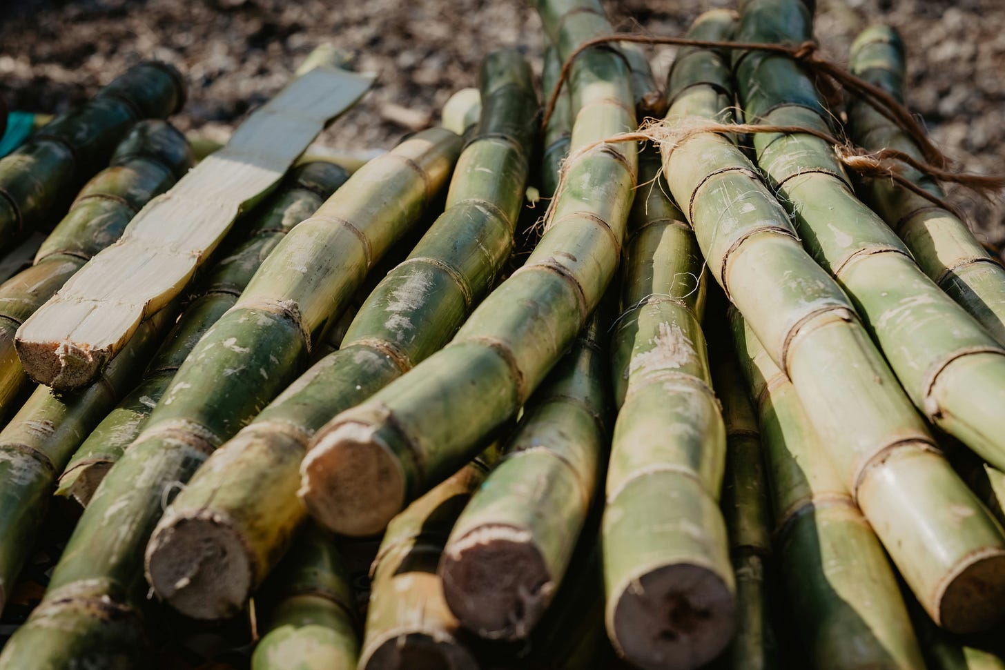 Organic sugarcane harvested for Leland Francis natural perfume base.