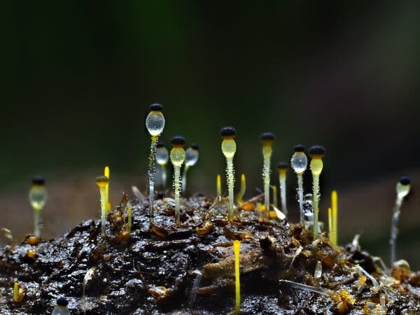 Pilobolus on horse manure, preparing to launch itself toward a stalk of grass.
