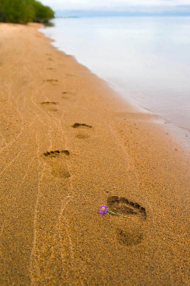 Bird Footprints in the Sand on the Beach · Free Stock Photo