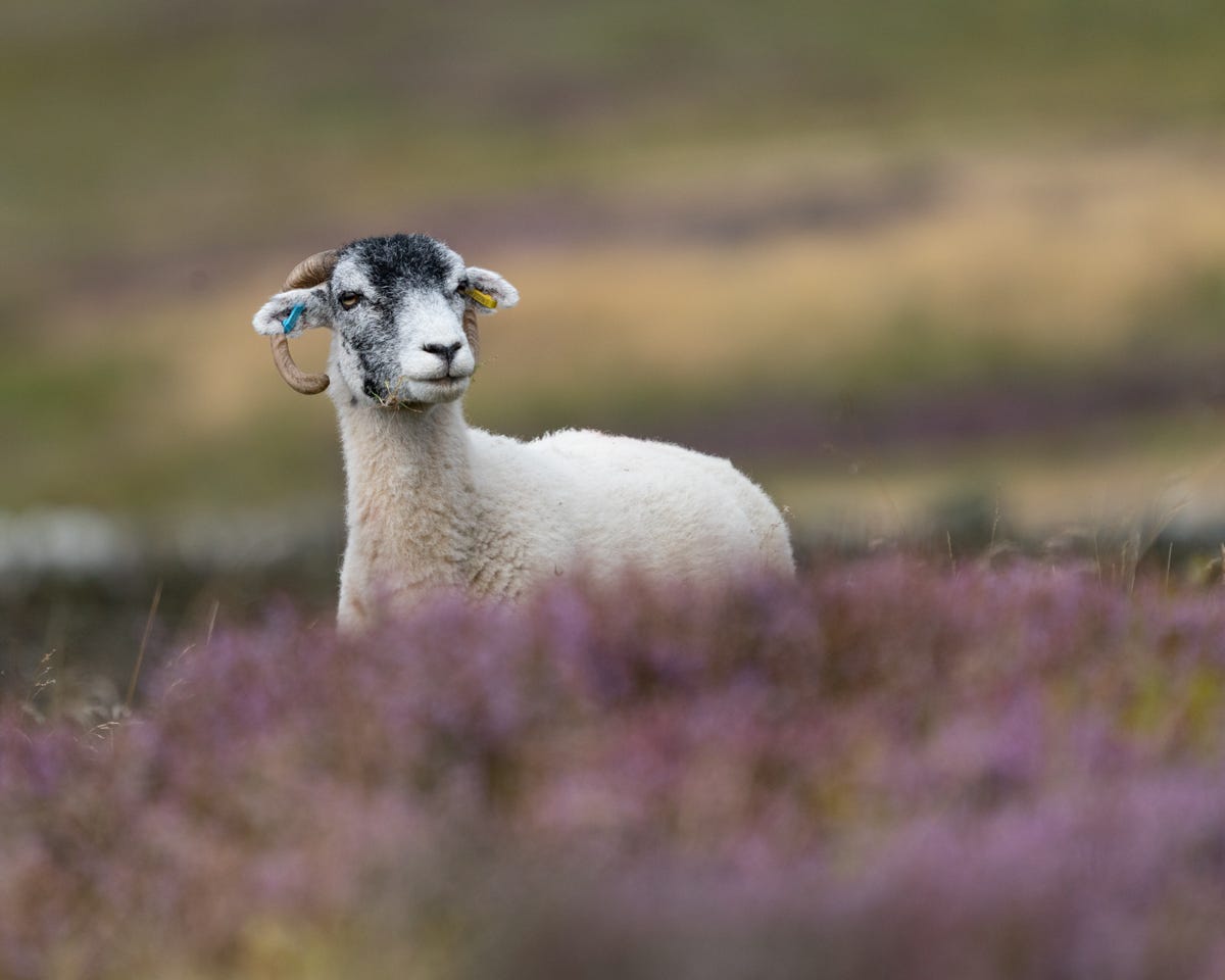 A white sheep with a black face and long curled horns stood amongst the pink heather A white sheep with a black face and long curled horns stood amongst the pink heather