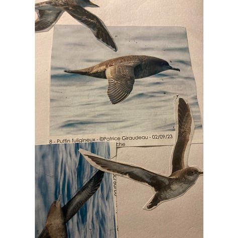 collages on a journal, images from magazines such animals and faces. seaguls, scraps of papers, words