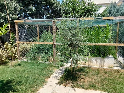 Vegetable garden.