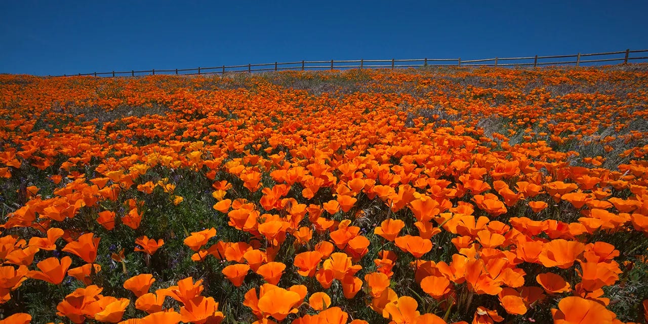 Antelope Valley Poppy Preserve| Visit California Antelope Valley Poppy Preserve| Visit California