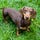 X avatar for @dachshundlove06