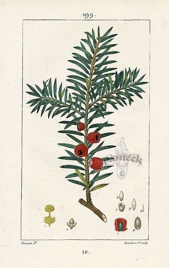 Show 262: Symphoricarpos and Yew