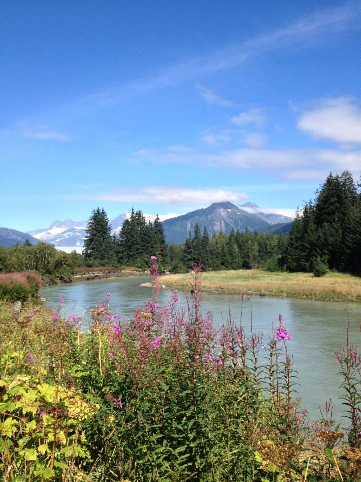 blue skies and a river flowing down the middle, pink fireweed plant and a glacier in the background in Alaska