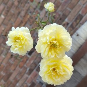 Yellow Roses