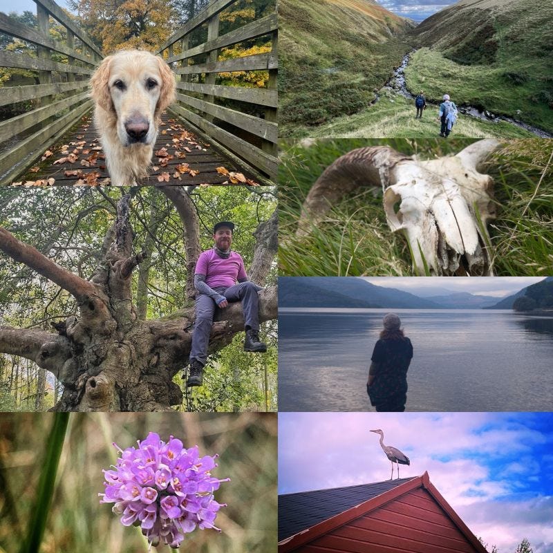 A collage of outdoor photographs: A golden retriever on a wooden bridge covered in fallen leaves; hikers walking along a mountain trail beside a stream; an animal skull in grass; a person sitting in a large gnarled tree; someone looking out over a serene lake surrounded by mountains; a purple wildflower bloom in close-up; and a heron perched on the peak of a red-colored roof.