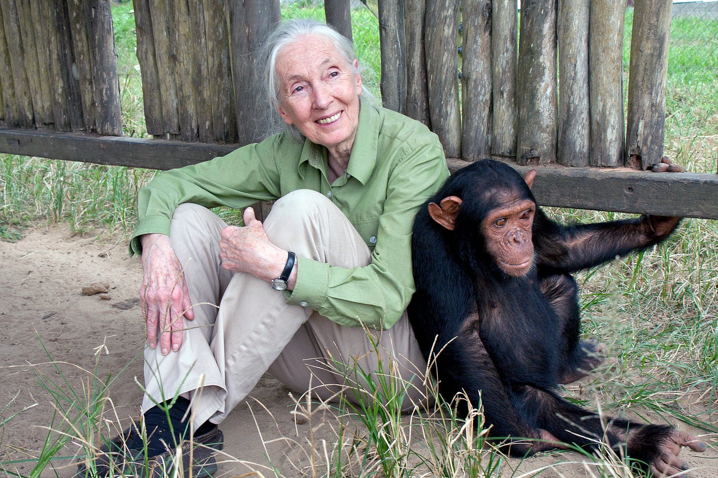Famous Conservationist Jane Goodall To Speak in Boulder