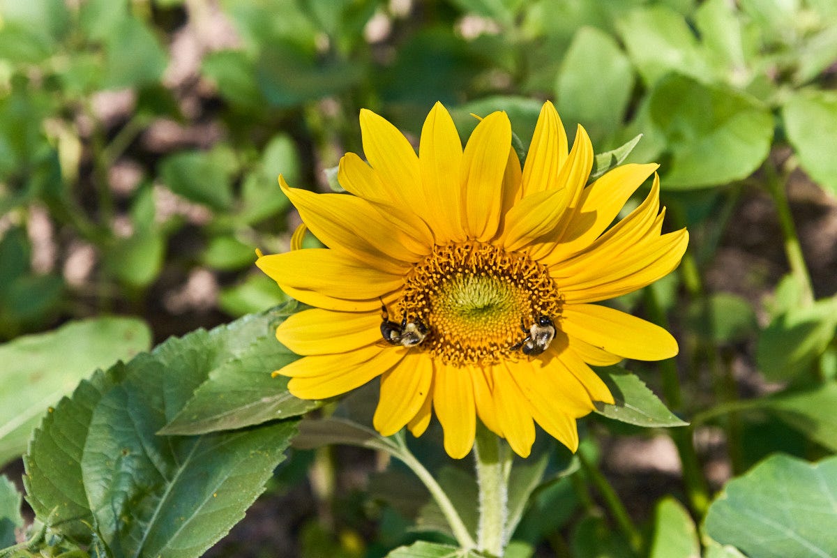 a sunflower bloom with bees