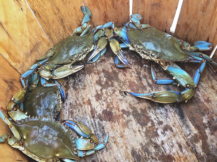 Bucket of Blue Crabs Photograph by Jennifer Casey | Fine Art America