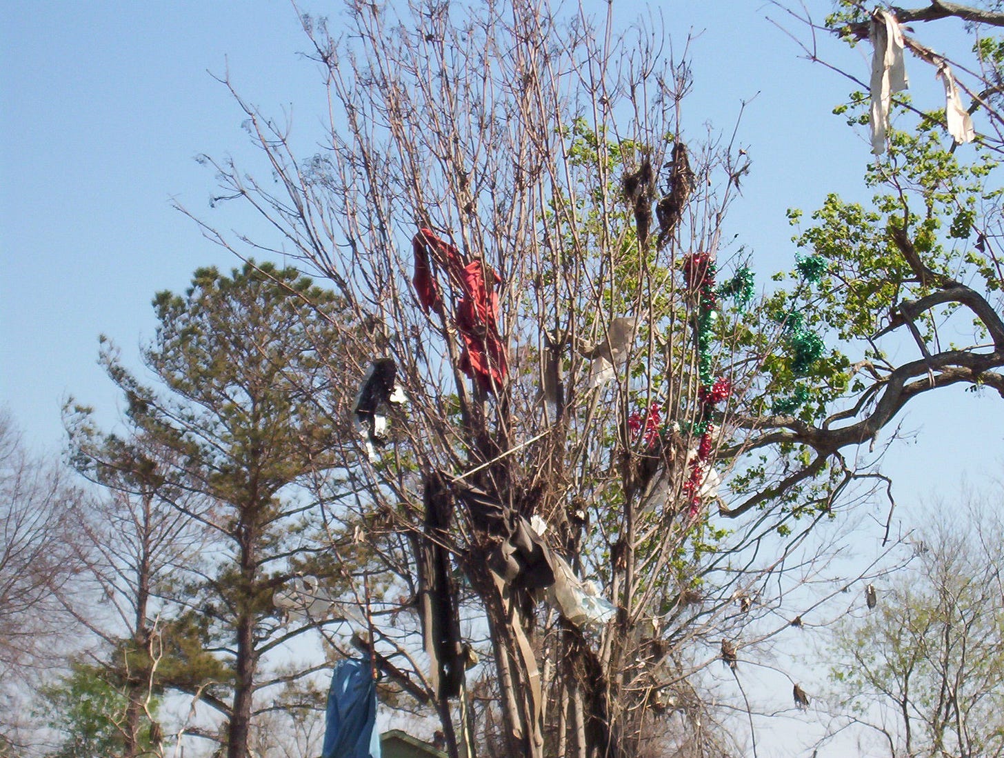 Clothes strewn in the trees in the aftermath of Hurricane Katrina