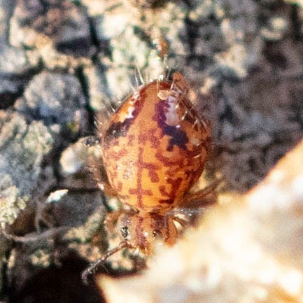 A macro close-up of an overhead view of an orange-y springtail with dark purplish markings in an intricate pattern of lines and curves