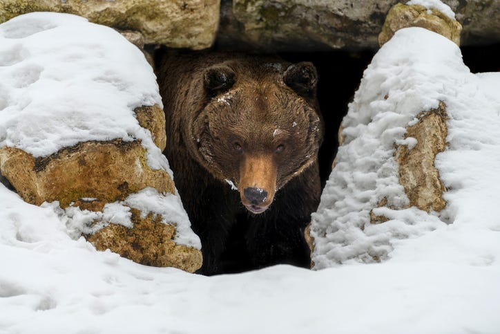 Could you see a bear during winter in Montana? | YourBigSky.com