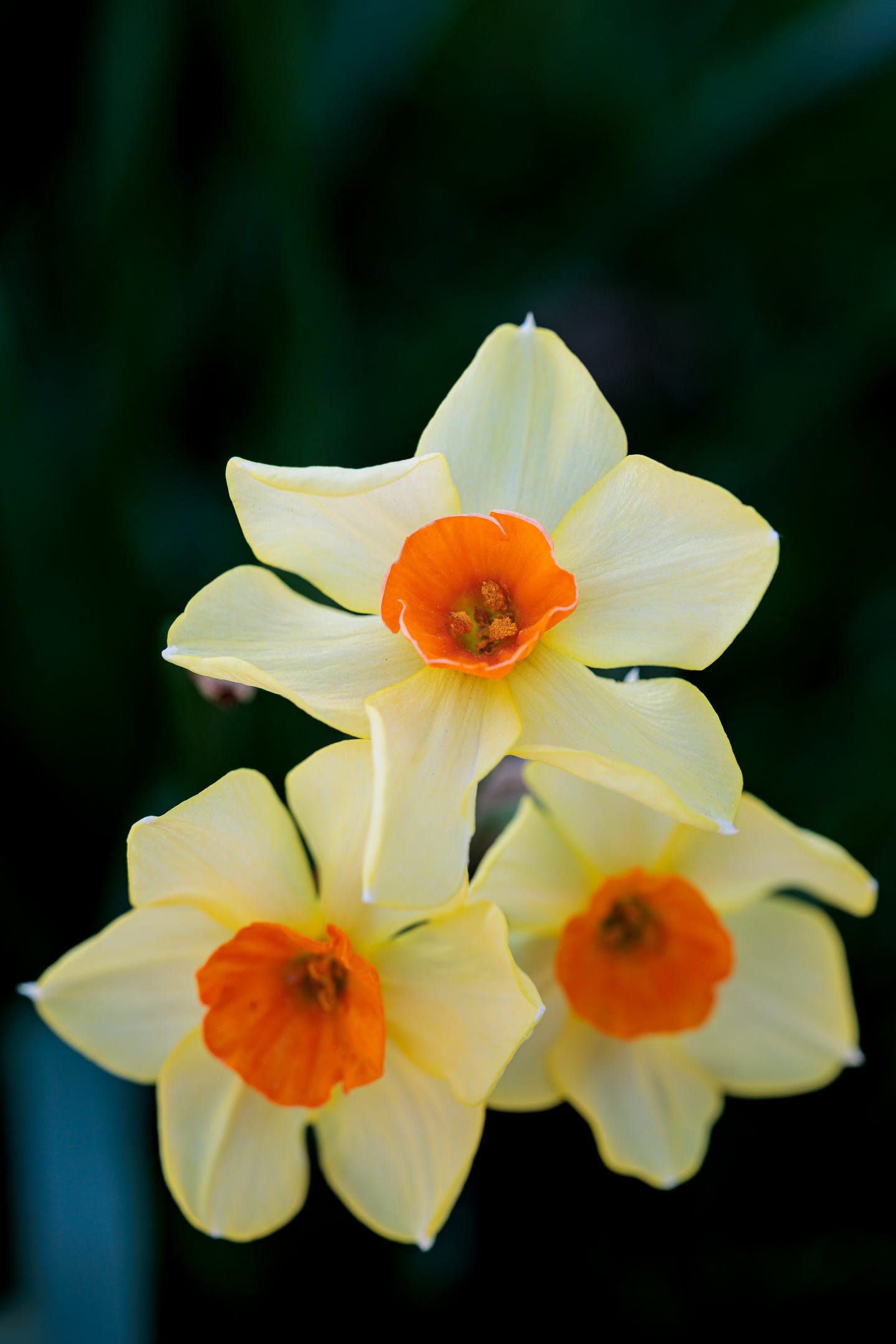 Three bright yellow daffodils clustered together, covered in dewdrops, against a softly blurred green background