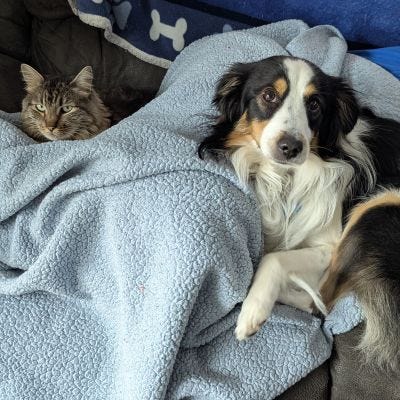 Beleth and Dante were taking a nap with Anna, while Aki slept nearby.