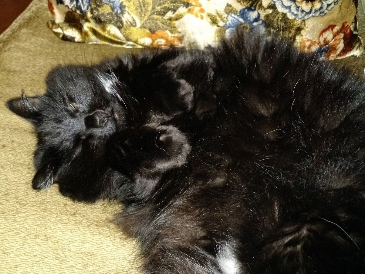 Rhiannon is completely asleep on her back on the sofa with paws dangling forward and wrists bent. One eye is closed, one eye is barely open. Her magnificent black floof is exposed on her belly. Rhiannon is completely asleep on her back on the sofa with paws dangling forward and wrists bent. One eye is closed, one eye is barely open. Her magnificent black floof is exposed on her belly.