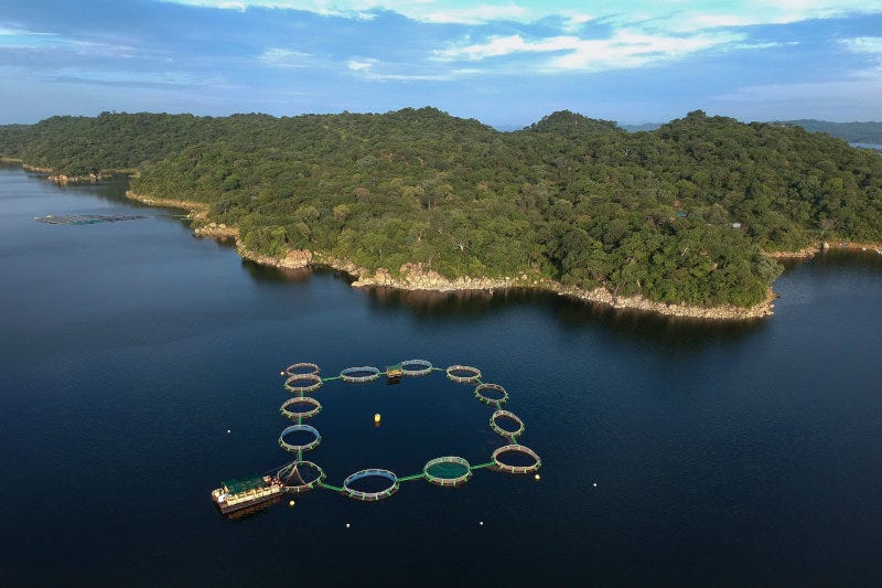 Chicoa Fish Farm in Mozambique