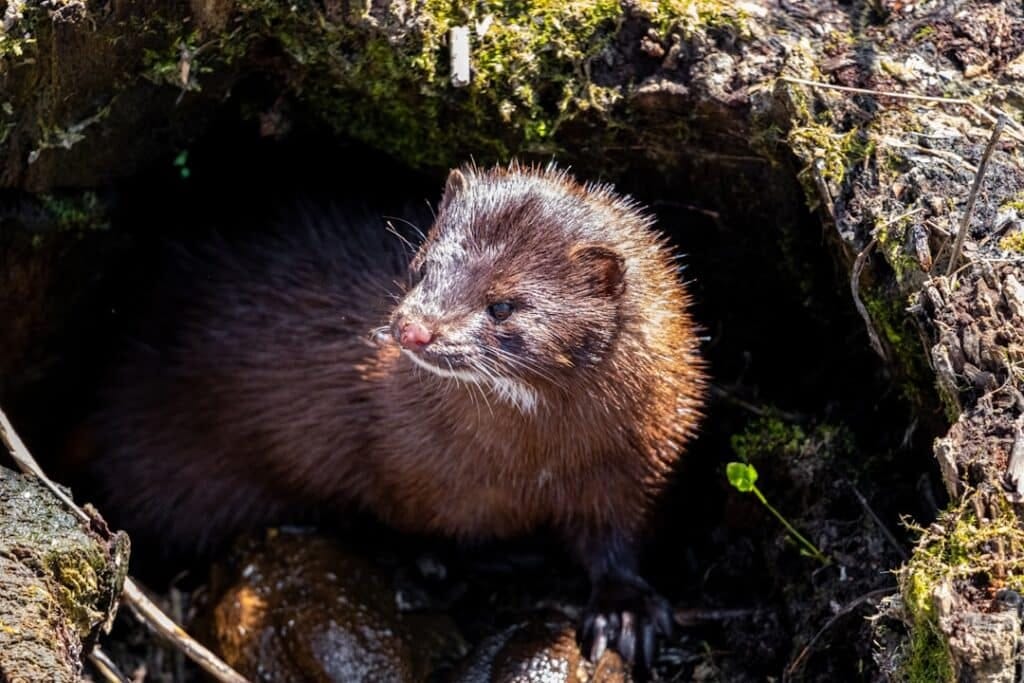 mink on unsplash july 2025
