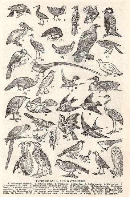 Vintage Birds