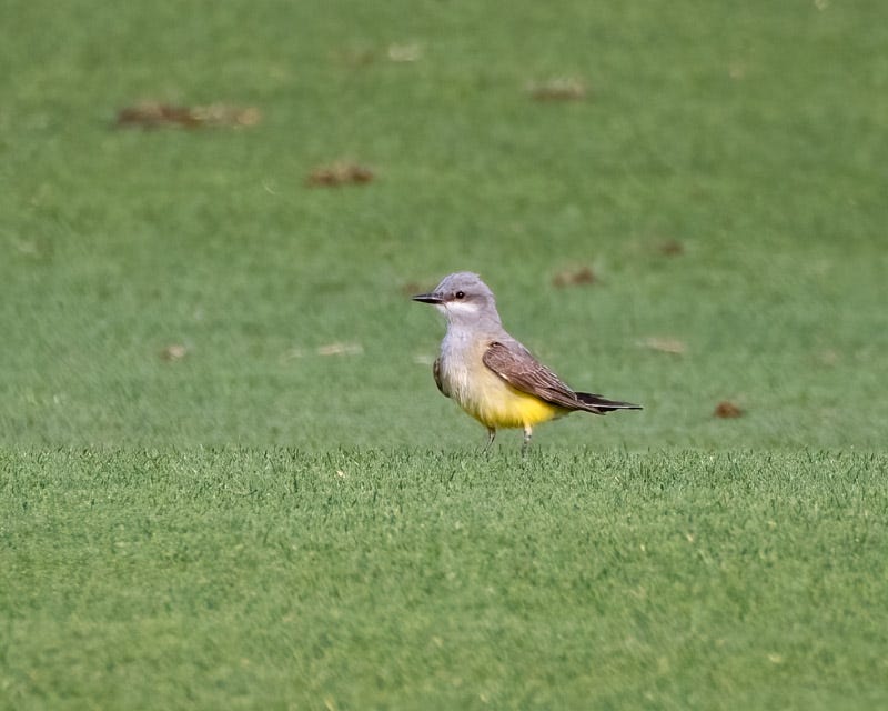 20250527-Sewailo-68-Edit.jpg 20250527-Sewailo-68-Edit.jpg