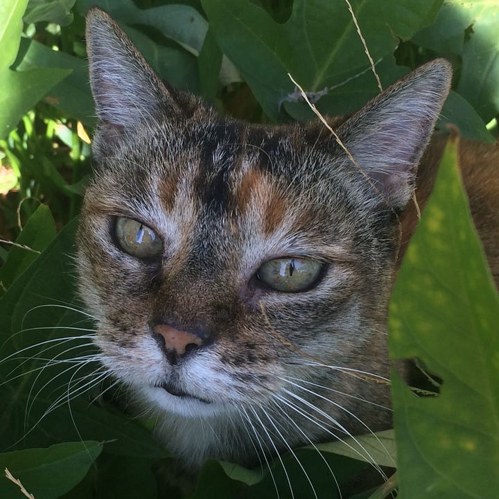 A gallery of four pictures of Willow's face. Three are cropped from other images in the post and one is her head resting on a blanket with eyes closed.