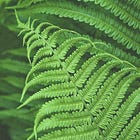 Is 2025 the Year 'Nature' Replaces 'Climate'?