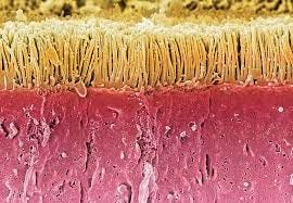 Intestinal microvilli, SEM - Stock Image - C016/9066 - Science Photo Library