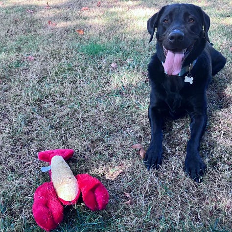 Kodak with lobster toy, black lab at the coast, Kacey and black lab
