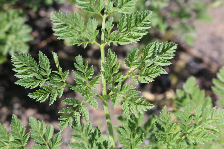 Leaves of Poison Hemlock - Not hairy Leaves of Poison Hemlock - Not hairy