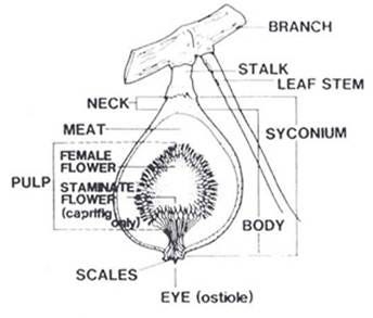 Figs » The Food Forest