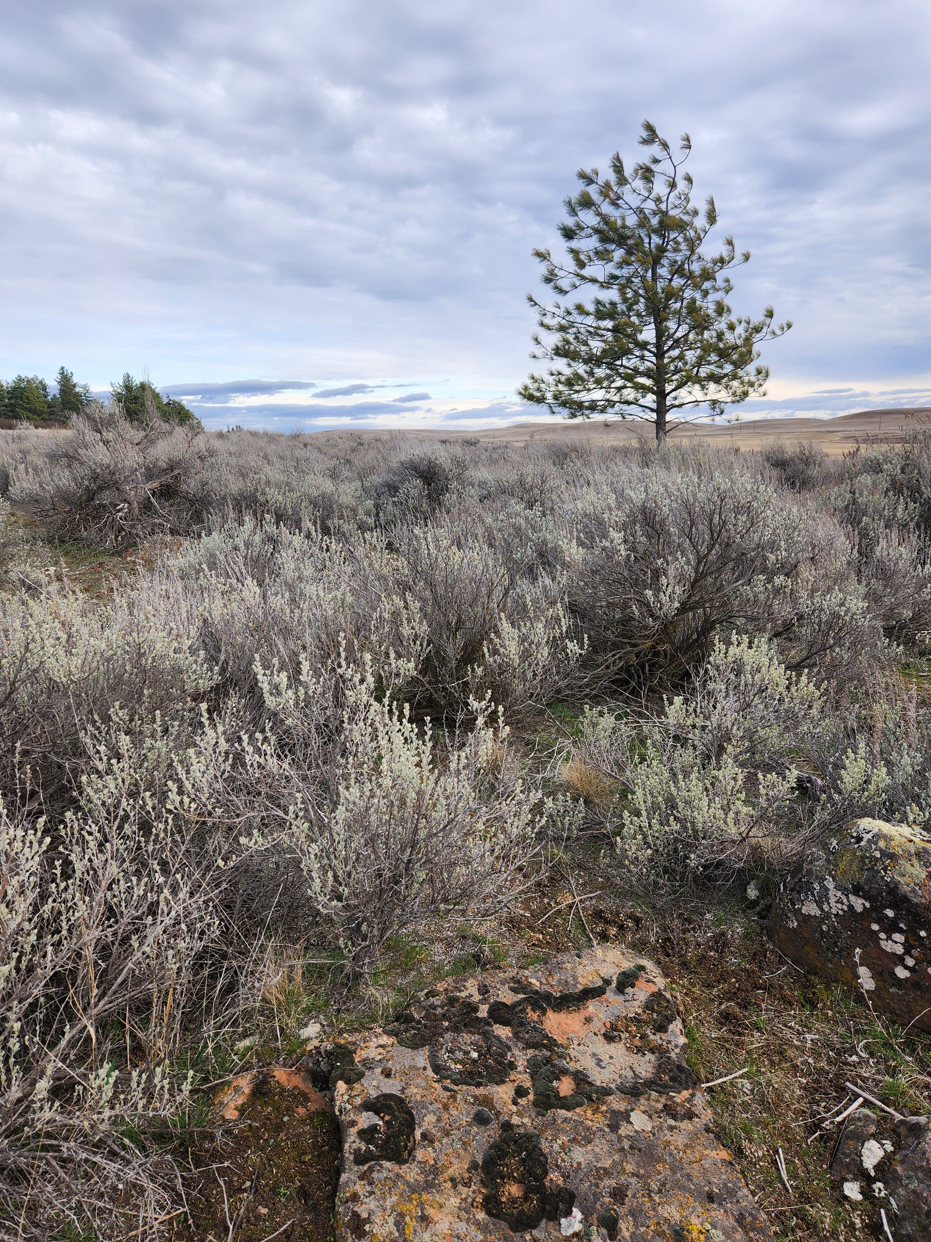 DNR Trust Land Transfer program key to King Ranch battle