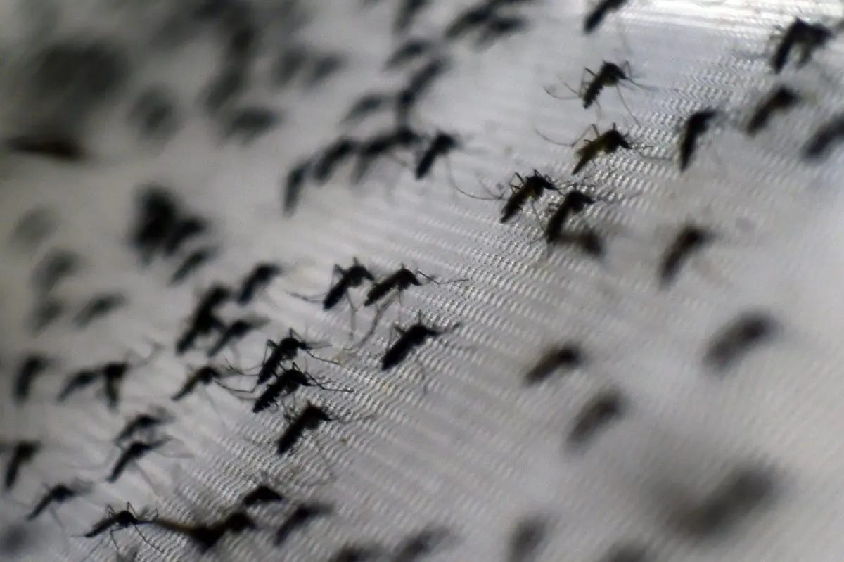 View of Aedes aegypti mosquitoes infected with the Wolbachia bacterium—which reduces mosquito-transmitted diseases such as dengue and chikungunya by shortening adult lifespan, affecting mosquito reproduction, and interfering with pathogen replication—at the Oswaldo Cruz foundation in Rio de Janeiro, Brazil, on Oct. 2, 2014. (Christophe Simon/AFP/Getty Images) View of Aedes aegypti mosquitoes infected with the Wolbachia bacterium—which reduces mosquito-transmitted diseases such as dengue and chikungunya by shortening adult lifespan, affecting mosquito reproduction, and interfering with pathogen replication—at the Oswaldo Cruz foundation in Rio de Janeiro, Brazil, on Oct. 2, 2014. (Christophe Simon/AFP/Getty Images)