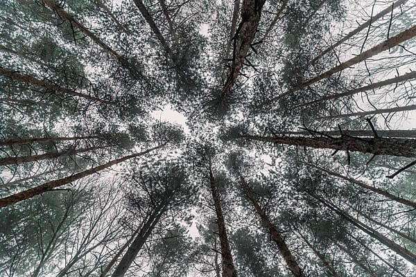 Foggy autumn forest by Pixel Stories for Stocksy United