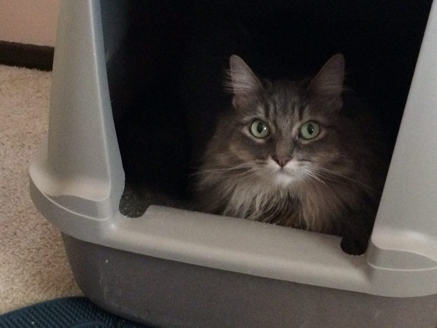 Kali_Litter_Box_Toilet_Training_Cats Kali_Litter_Box_Toilet_Training_Cats