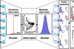 VBayesMM uses paired microbiome-metabolite data, with microbial species as input variables and metabolite abundances as target variables. ©2025 Tsunoda et al. CC-BY-ND
