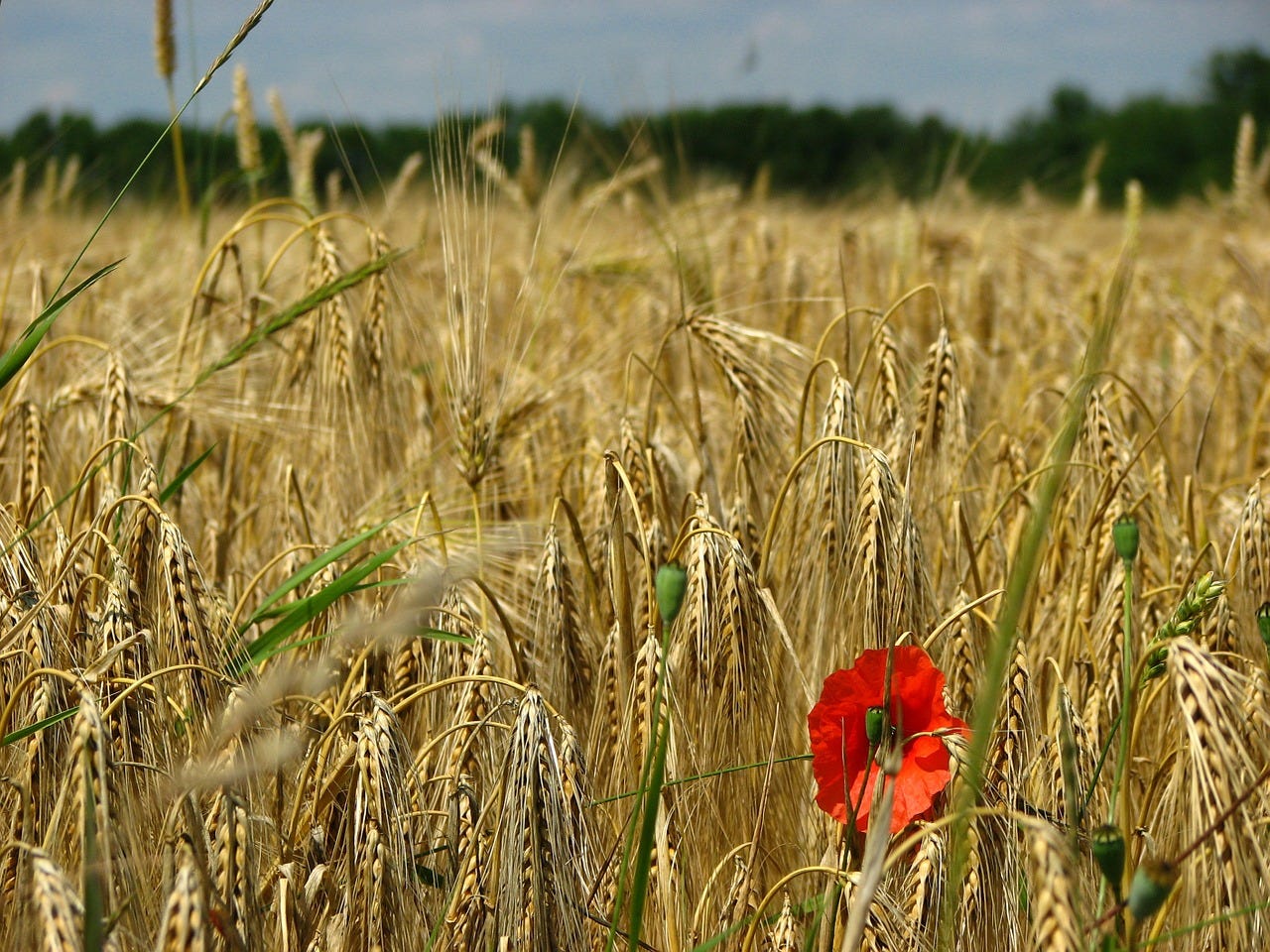 A field of golden ripe wheat with a single bright red poppy blooming among the grain stalks