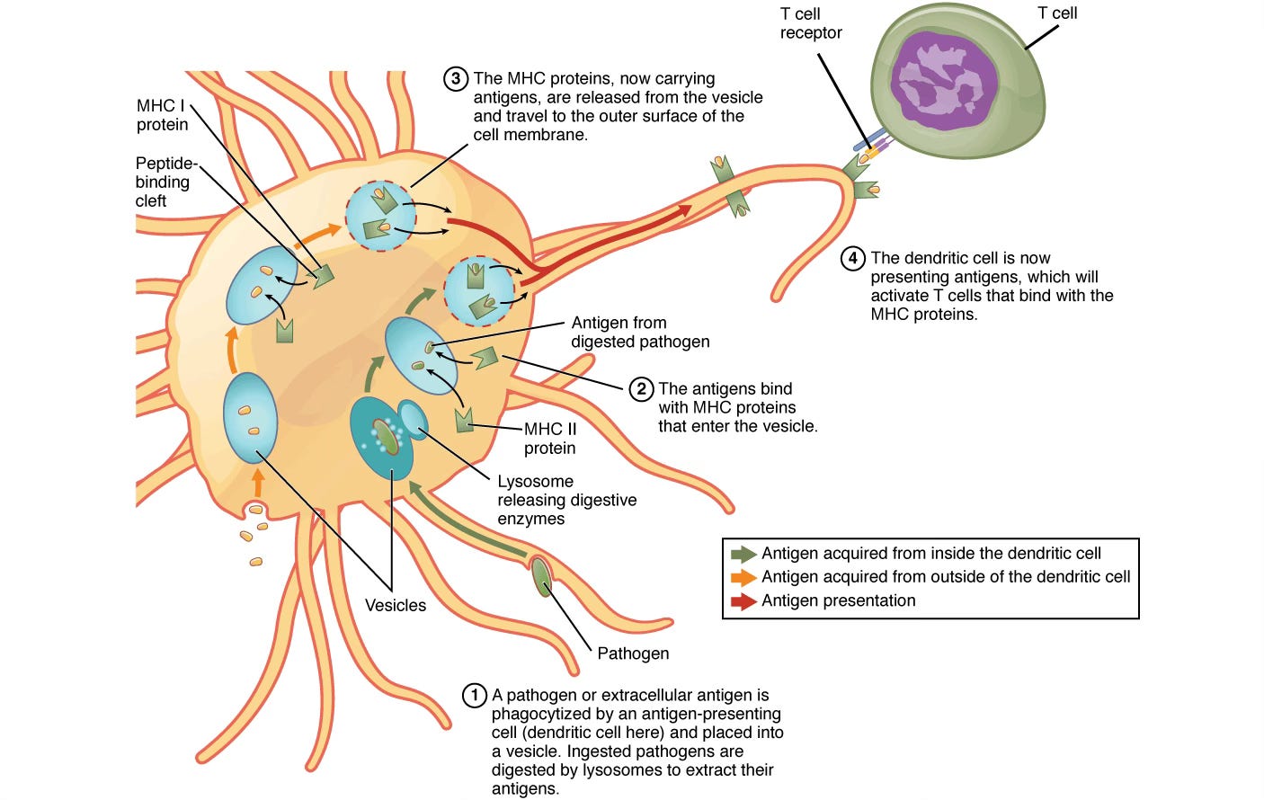 Illustration showing an antigen presenting cell with MHC molecules and a T cell Illustration showing an antigen presenting cell with MHC molecules and a T cell