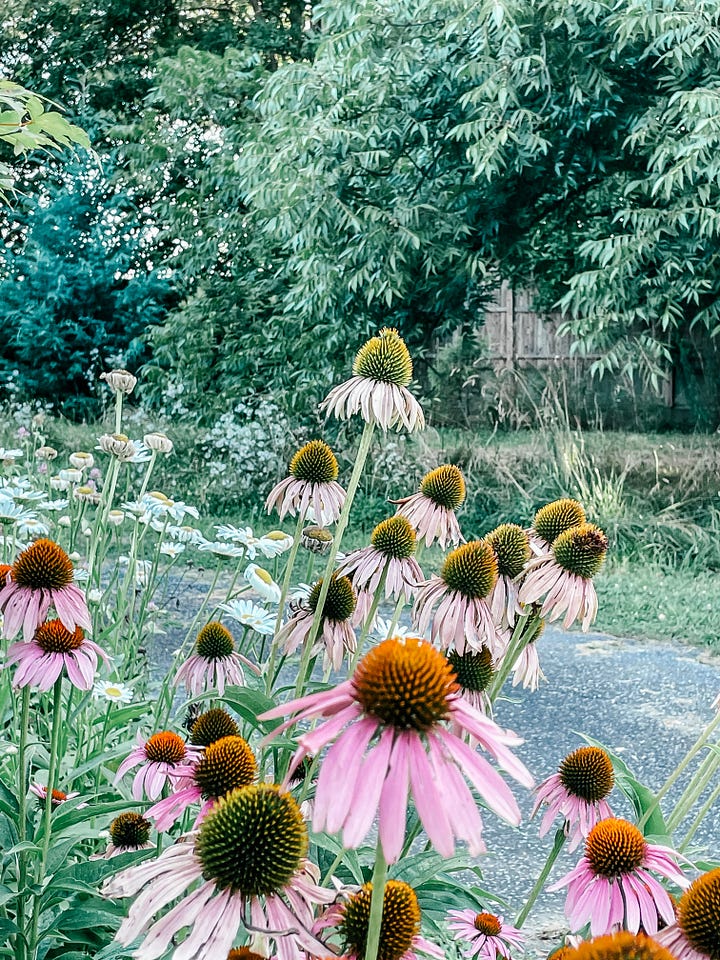 Tessa Pinner's garden