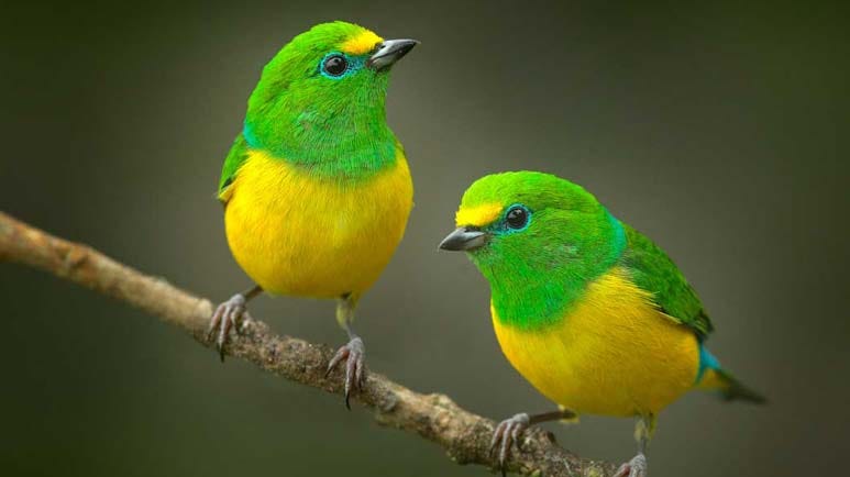birds declining