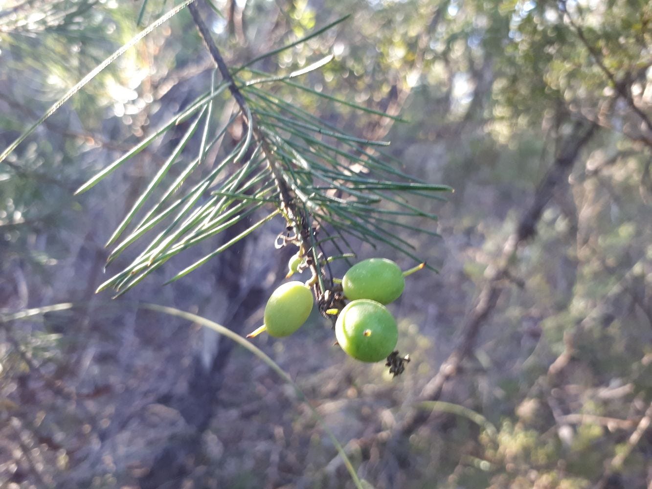 Persoonia [fruit sml].jpg