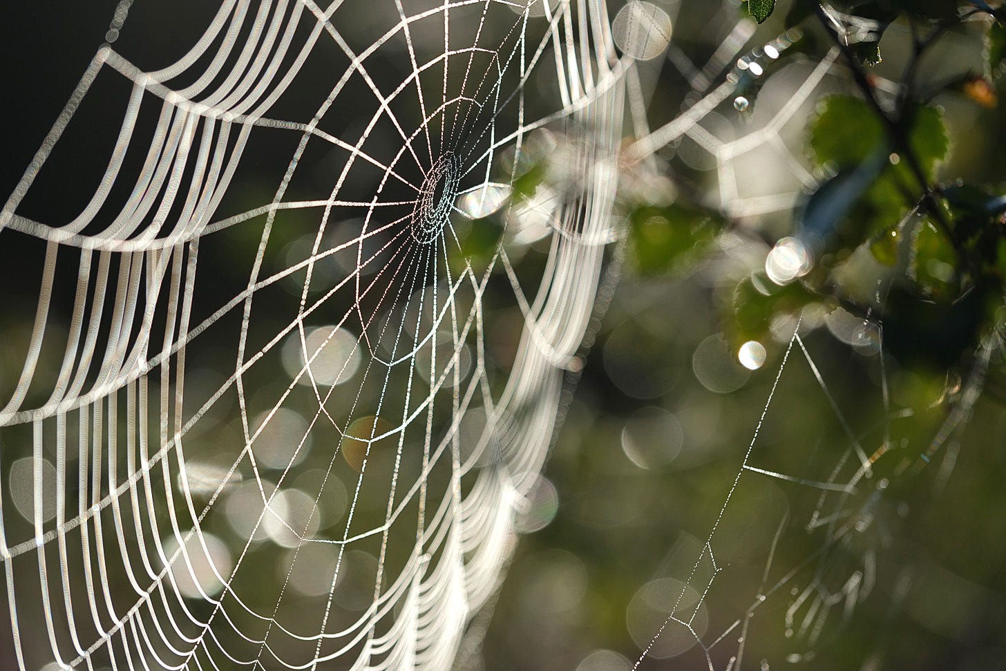 A delicate spiderweb, intricately covered with tiny dew drops, glistens in soft light.