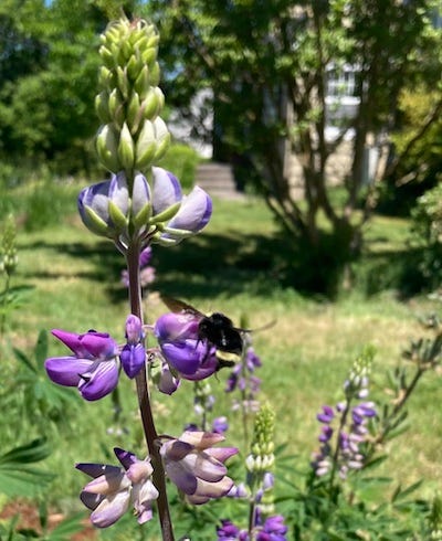 A spire of lupine flowers against a green lawn. A bee is caught with wings in motion.