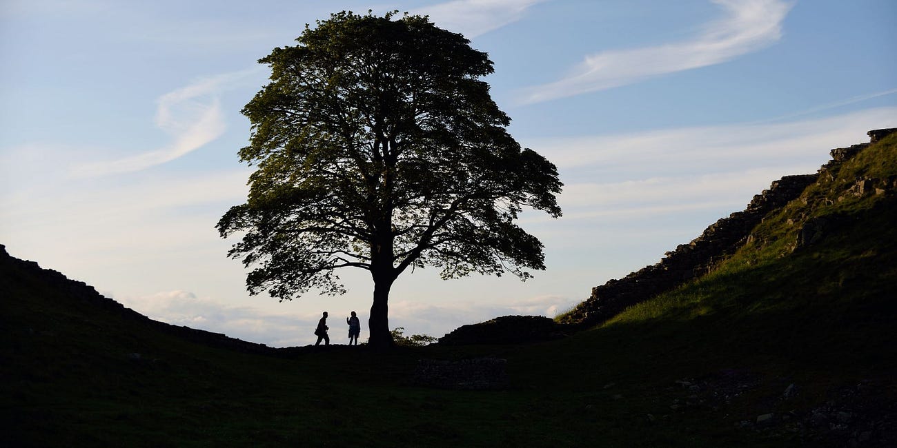Winner of Sycamore Gap commission announced