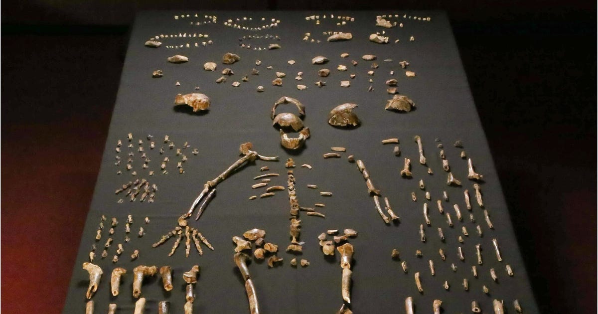 By Lee Roger Berger research team - http://elifesciences.org/content/4/e09560, CC BY 4.0, https://commons.wikimedia.org/w/index.php?curid=43071595