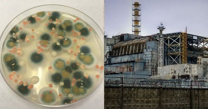 Radiation Eating' Fungi Found In Chernobyl Could Now Protect Cosmonauts From Deadly Solar Rays Radiation Eating' Fungi Found In Chernobyl Could Now Protect Cosmonauts From Deadly Solar Rays